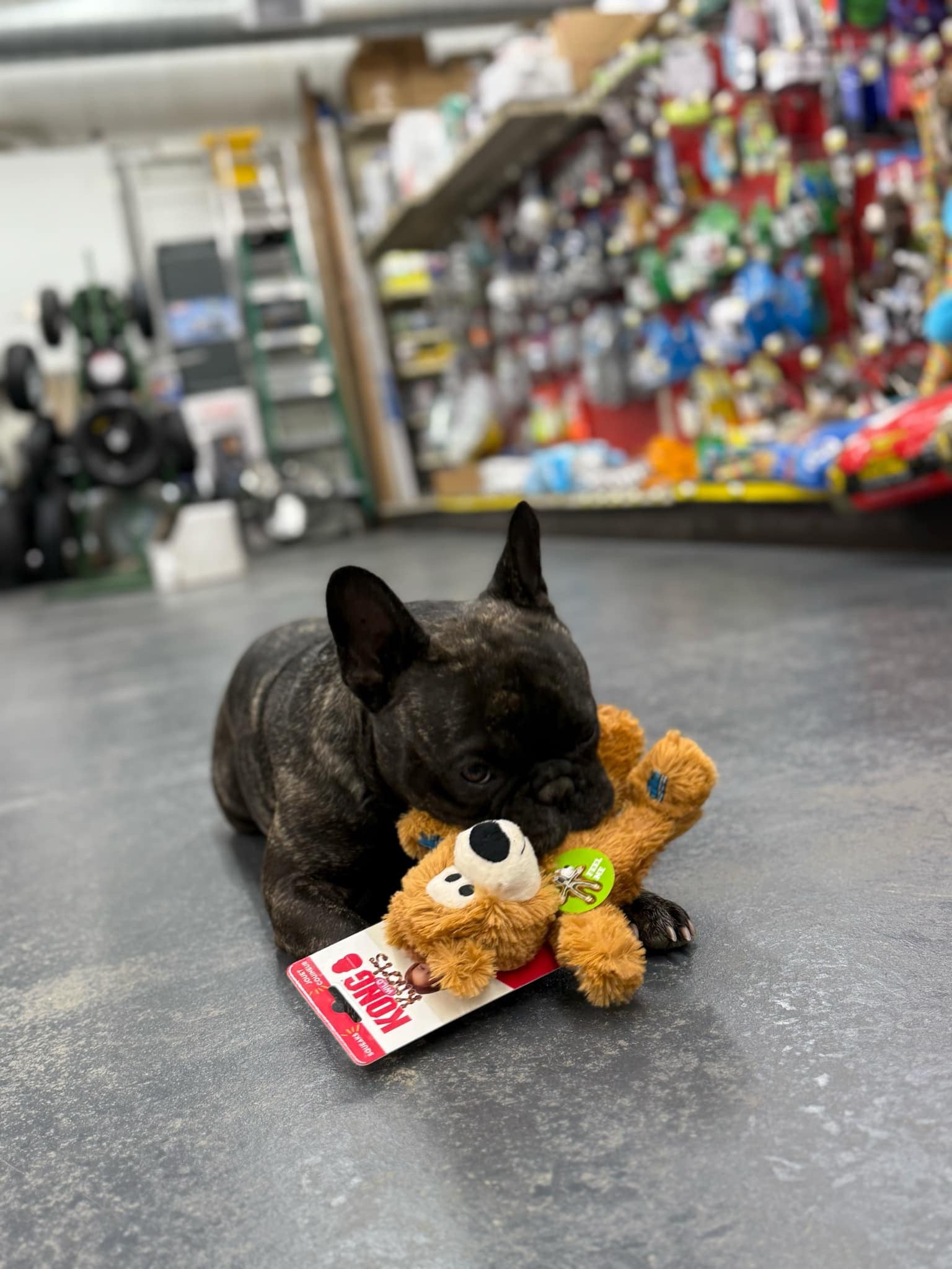 Pro Bakery Dog Bites-Various Flavors