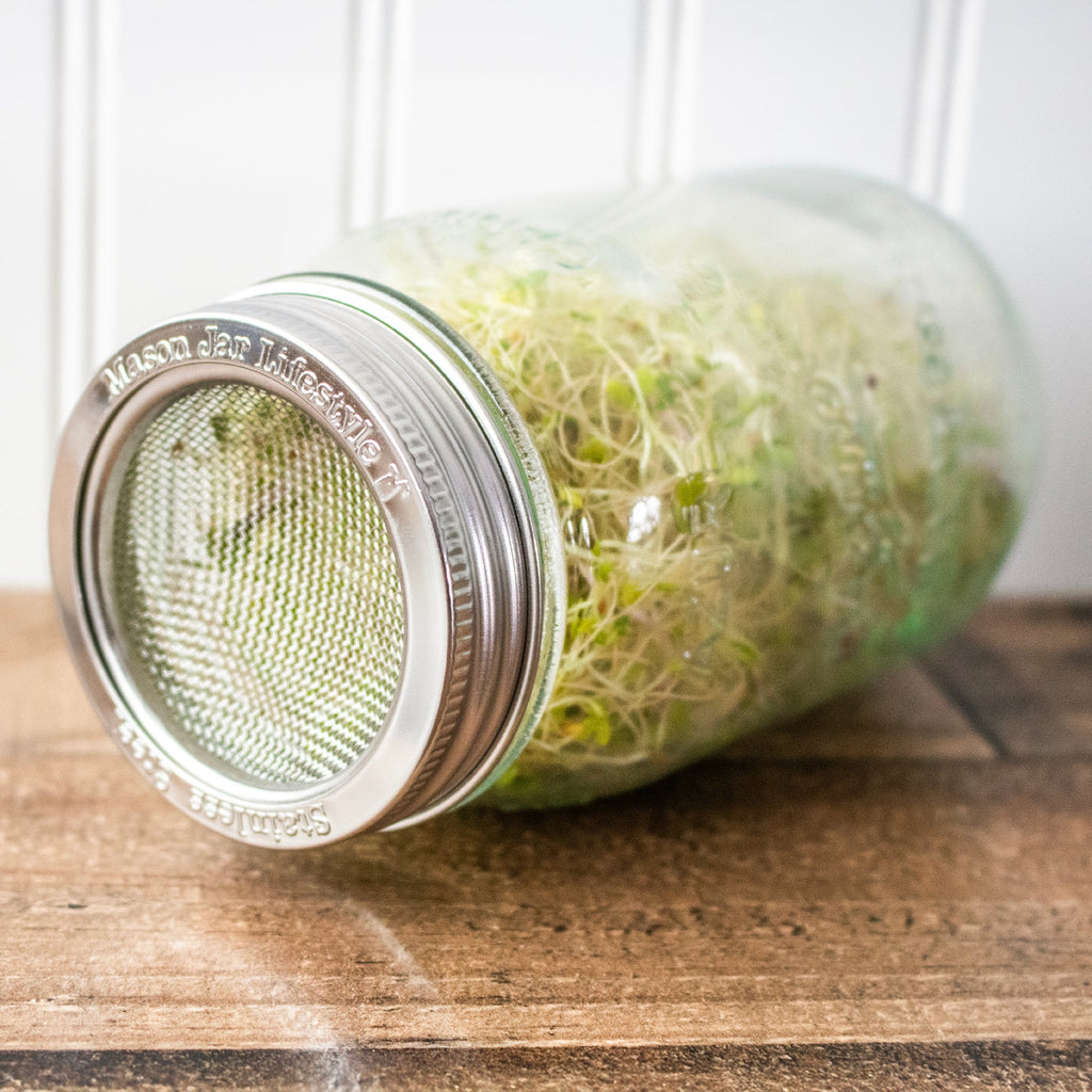 Curved Rust Proof Sprouting Lid and Band for Mason Jars